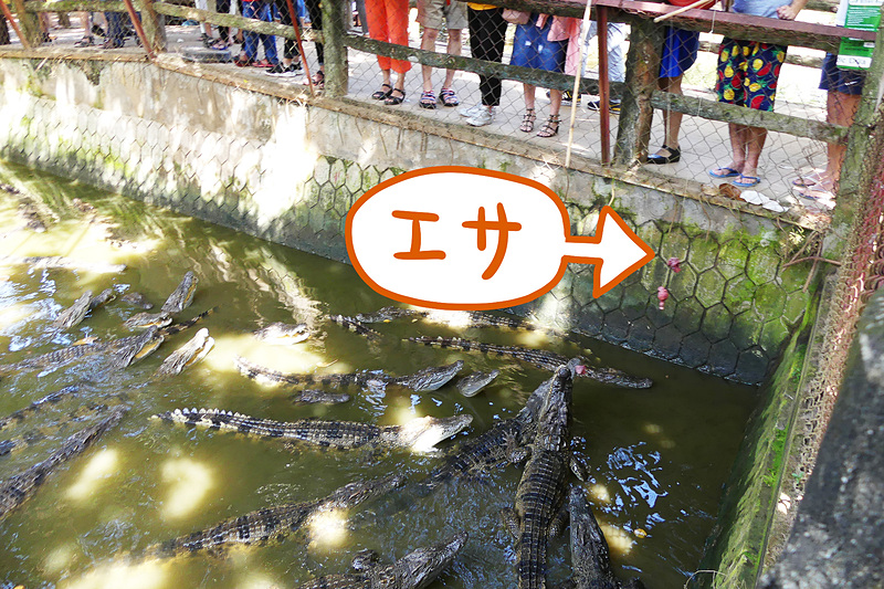 ワニの餌やり体験。どんだけいるんだワニ！ という数