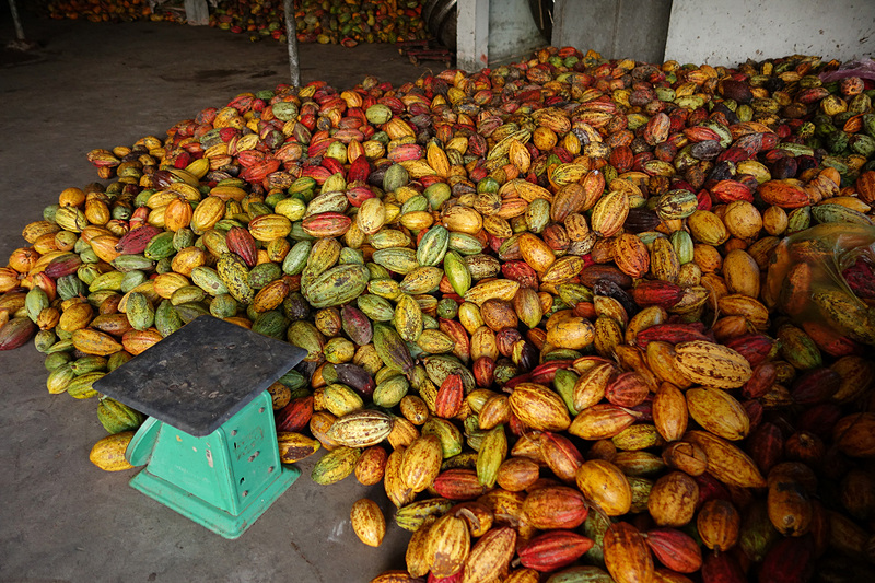 こんなに大量のカカオを見たのは初めて！