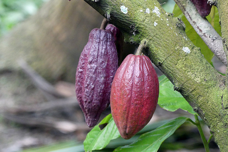 花から実になるまで6カ月ほどかかるそう