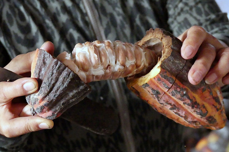 カカオポットのなかには30～40粒のカカオ豆