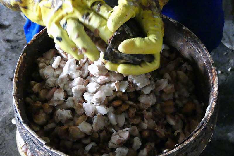 この白いふわふわした白い果肉から発酵するのだそう