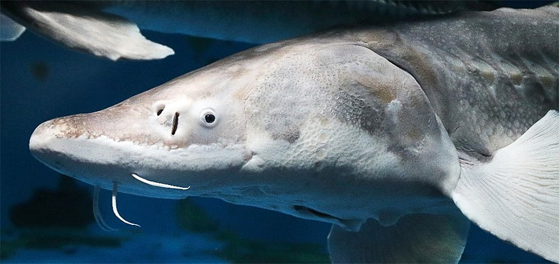 京急油壺マリンパークは1968年の開館から50周年を迎えることを記念して、4月28日にセレモニーを実施する。写真は1972年に入館したシロチョウザメ