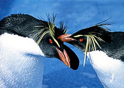 キタイワトビペンギン