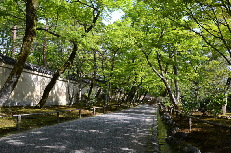 青々と生い茂る「青もみじ」