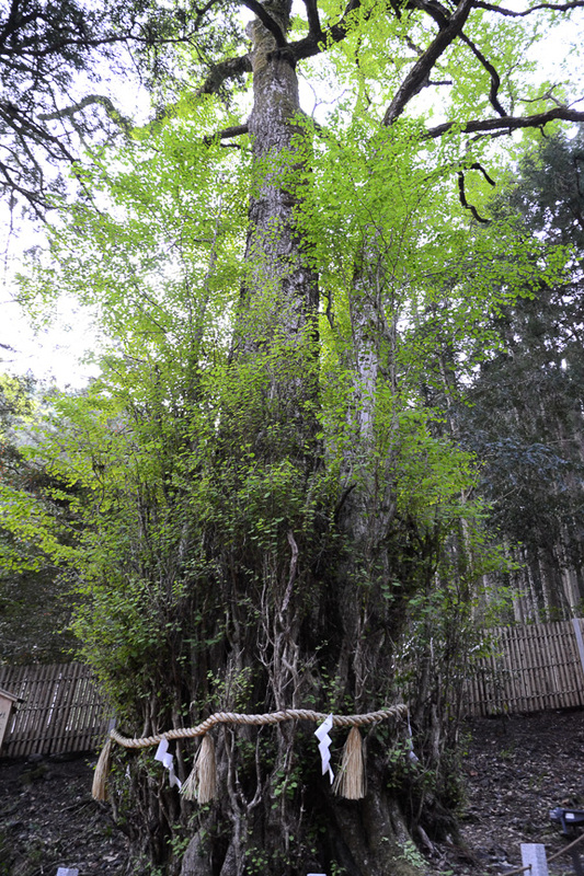 立派な御神木