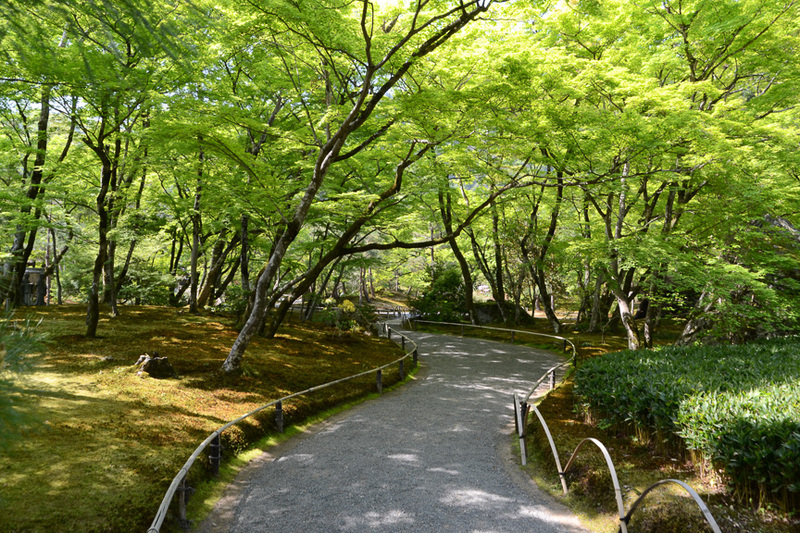 春と秋の年2回だけ特別公開される宝厳院。今回は「獅子吼（ししく）の庭」を散策した