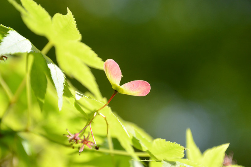 もみじの実が付いていた