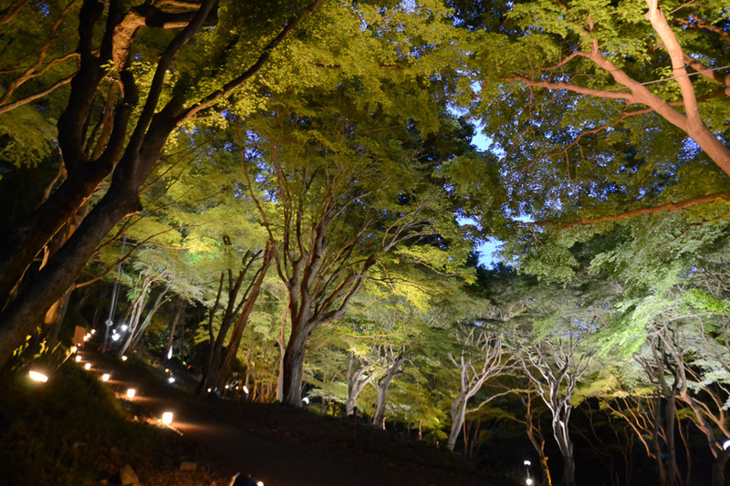 京都・洛北の八瀬もみじの小径ライトアップ