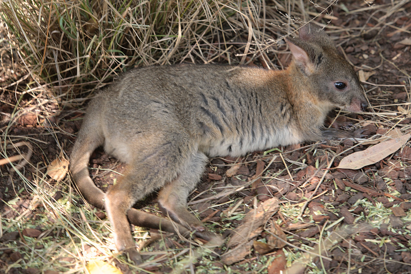 カンガルー科の動物は、大きさによってワラビー（25cm～）、ワラルー（75cm～）、カンガルー（115cm～）に分けられるが、実は生物学的には同じ種類。これらはワラビーで、その種類は約30種にも及ぶ