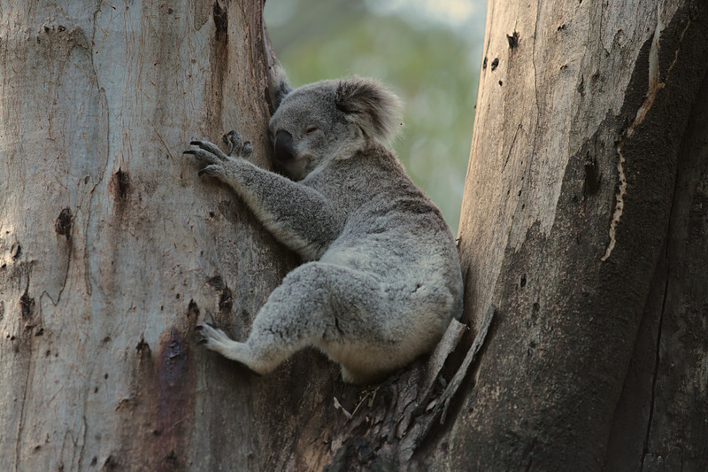 木の幹にコアラ発見！　動きもゆっくりで愛らしい