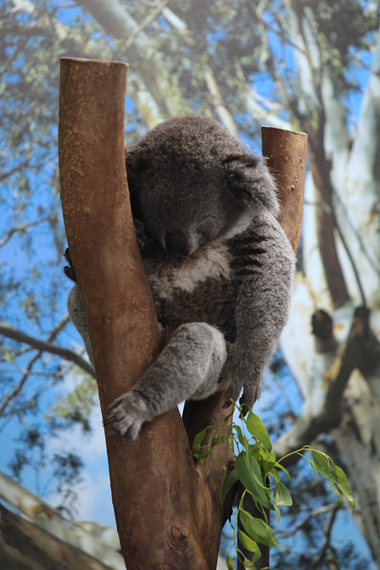 取材時は夕方だったためか、どのコアラも眠そうだった