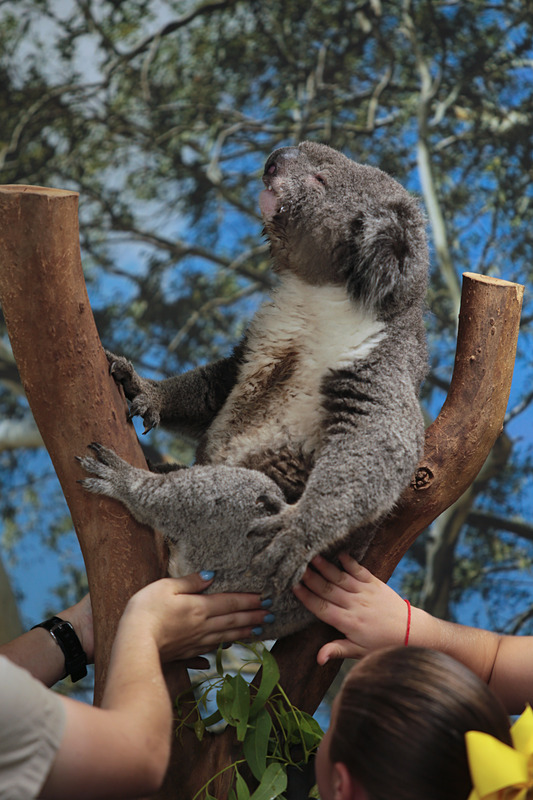 取材時は夕方だったためか、どのコアラも眠そうだった