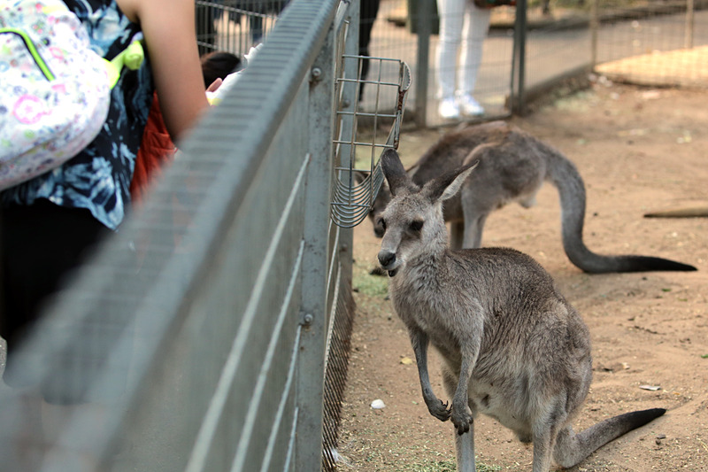 フェザデールではワラビーや羊への餌やりもできる