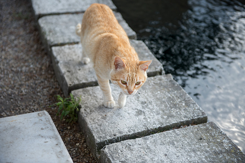 池の端を猫が歩いていた