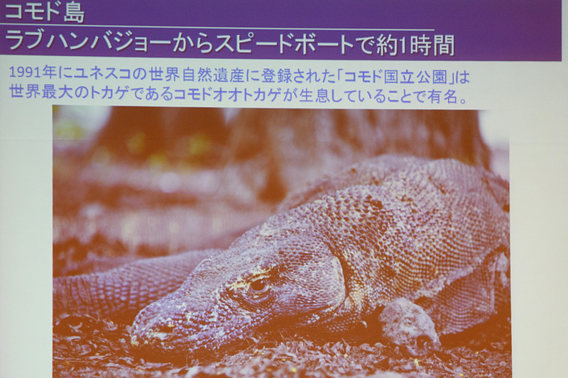 コモド島ではコモドドラゴンを見ることができる