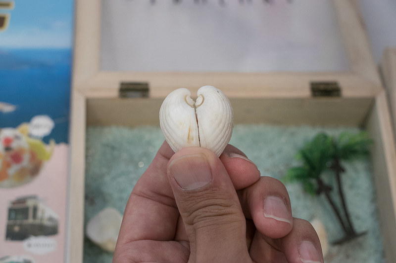 指宿市の知林ヶ島から持ってきた貝を使った「貝殻ハート合わせ体験」を実施