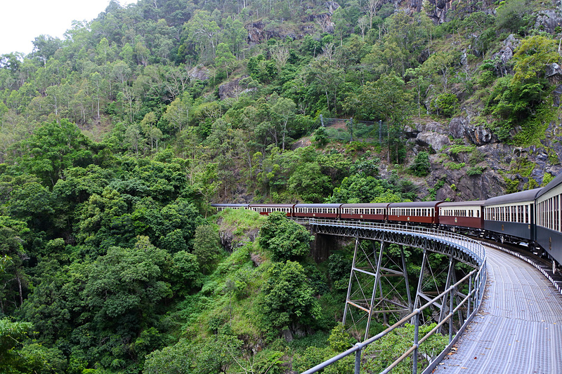 キュランダ高原列車にゆられながら熱帯雨林を進むプログラム