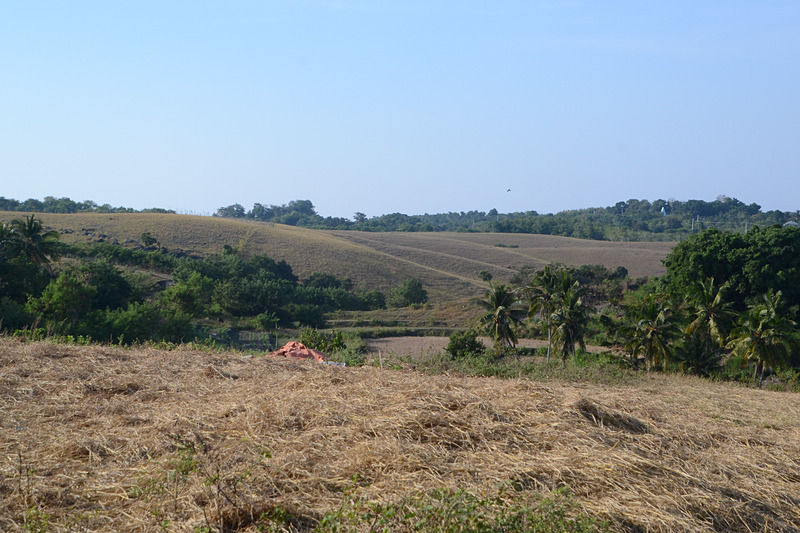 トレッキングコースの様子。牛が放牧された田畑や小高い丘を通っていく