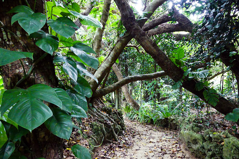 奥に入っていくと神秘的でジャングルのような光景が