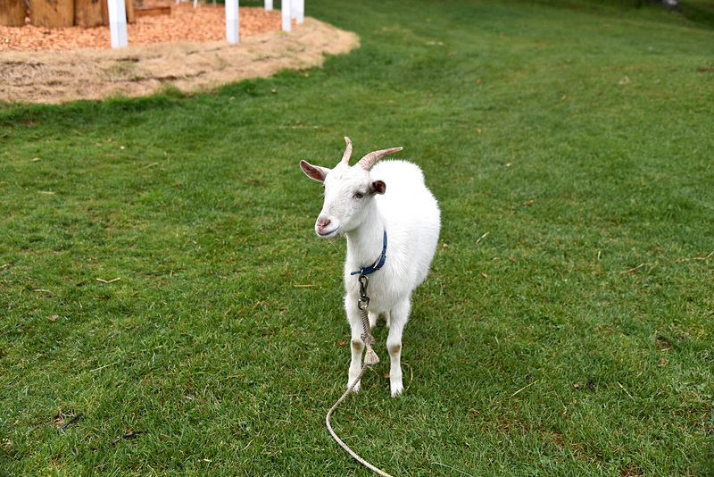 周りを見渡すと白いヤギが草をはんだり、テクテク歩いたりしていた