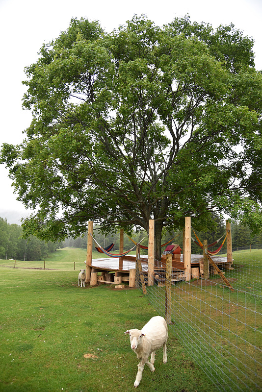 樫の木の葉の作る木陰のなか、ハンモックでゆらゆら