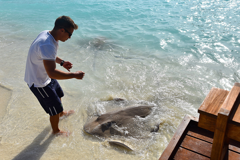 環境保全と学習の一環のため毎日17時から行なわれる海洋生物学者によるピンクテール・ウィップレイの解説