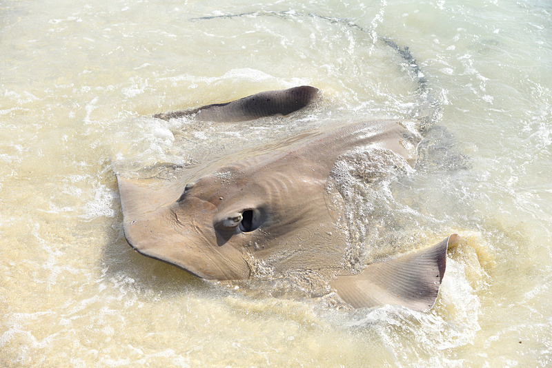 滞在中は2匹の大きなピンクテール・ウィップレイがブラックチップシャークたちを引き連れビーチに遊びに来てくれた