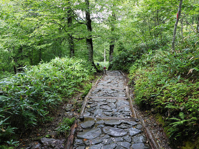 最初はこんな感じの山道。下りです。
