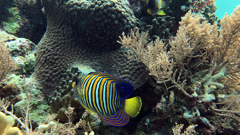 まるで水族館の水槽に入ったかのような錯覚を覚えるほど、あっちもこっちもお魚だらけ。色とりどりの大きな魚が、群れをなして泳いでいます。潜るのが怖いという人でも、ライフジャケットを着けたまま水中メガネで海を覗くだけで十分楽しむことができます。素晴らしい豊かな海、いつまでも守りたいですね