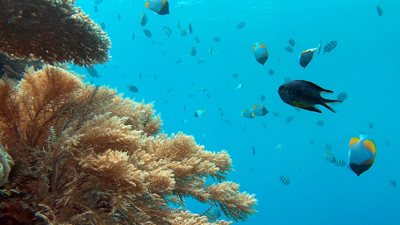 まるで水族館の水槽に入ったかのような錯覚を覚えるほど、あっちもこっちもお魚だらけ。色とりどりの大きな魚が、群れをなして泳いでいます。潜るのが怖いという人でも、ライフジャケットを着けたまま水中メガネで海を覗くだけで十分楽しむことができます。素晴らしい豊かな海、いつまでも守りたいですね