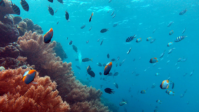 まるで水族館の水槽に入ったかのような錯覚を覚えるほど、あっちもこっちもお魚だらけ。色とりどりの大きな魚が、群れをなして泳いでいます。潜るのが怖いという人でも、ライフジャケットを着けたまま水中メガネで海を覗くだけで十分楽しむことができます。素晴らしい豊かな海、いつまでも守りたいですね