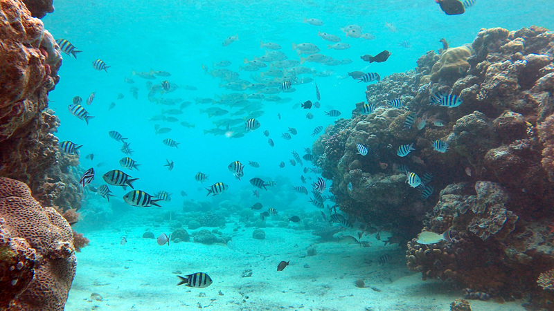 まるで水族館の水槽に入ったかのような錯覚を覚えるほど、あっちもこっちもお魚だらけ。色とりどりの大きな魚が、群れをなして泳いでいます。潜るのが怖いという人でも、ライフジャケットを着けたまま水中メガネで海を覗くだけで十分楽しむことができます。素晴らしい豊かな海、いつまでも守りたいですね