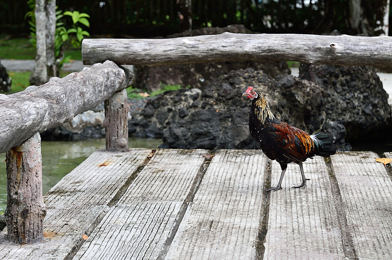 確かにあちこち自由に歩き回っている「野良ニワトリ」は、どんどん増えているのだとか。通称「のらとり」