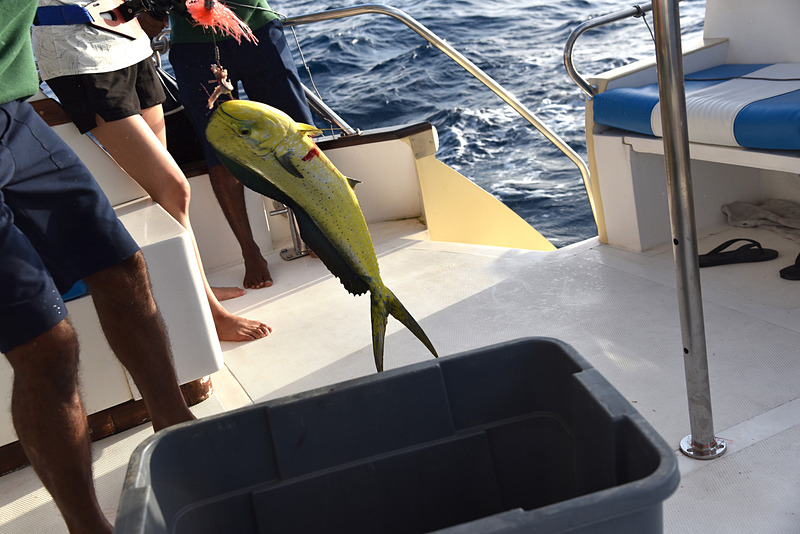 約70cmほどのドルフィンフィッシュが釣れた。このサイズでも小さめとのこと