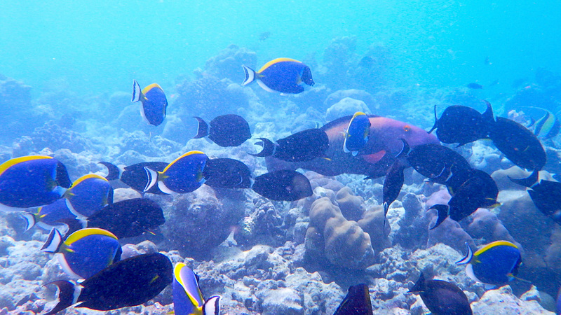 パウダーブルーサージョンフィッシュやモルディブ固有種のアイストライプサージョンフィッシュも