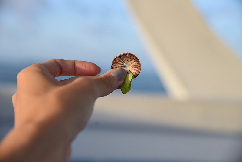 ビートルナッツとビートルリーフを一緒に噛んでスッキリ！