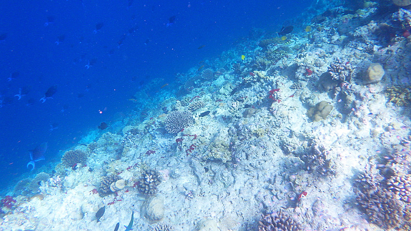 ドロップオフに到着。とにかくアカモンガラがたくさん泳いでいる