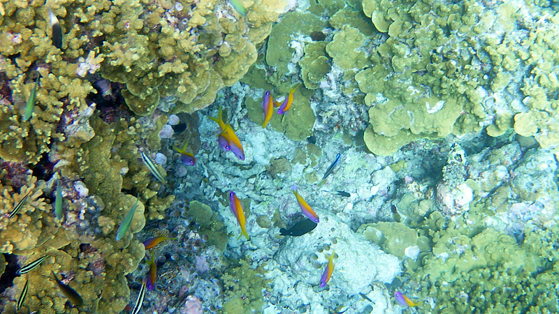 エバンスアンティアスがサンゴの奥に集まっていた