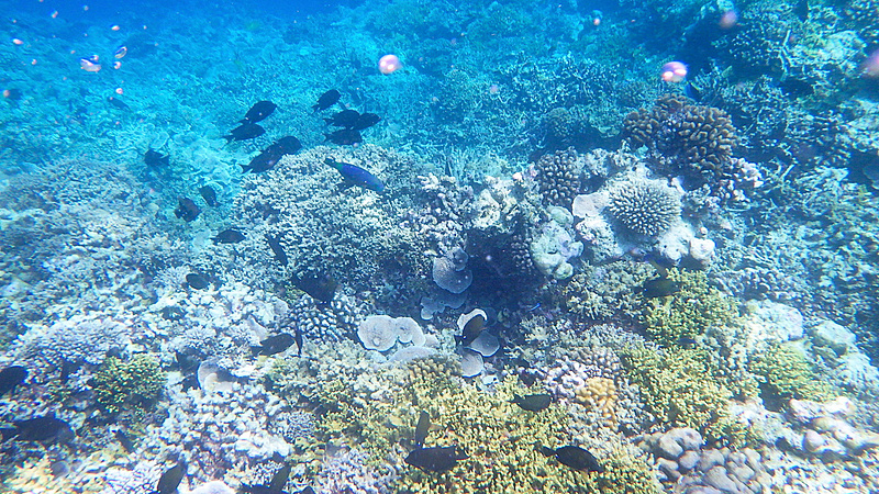 サンゴの数もかなり多い印象