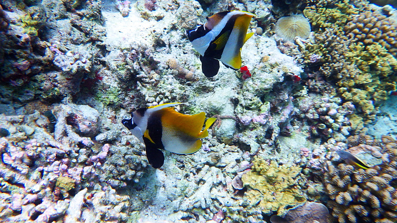 オニハタタテダイもよく見かけた