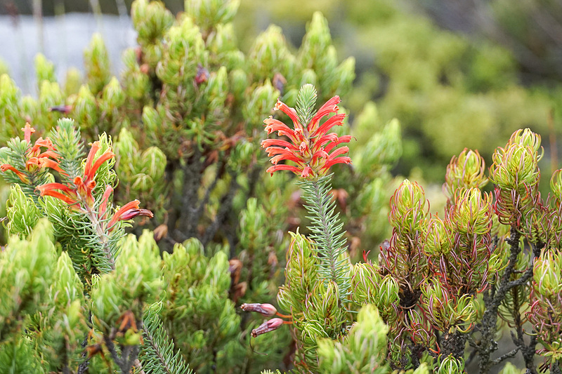 見たことのない植物が自生している。日本ではツツジに近いエリカの花