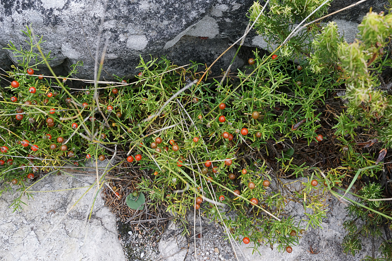 小さな実を付けている