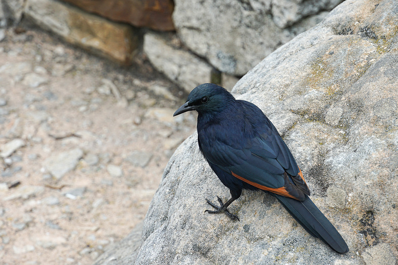 カラスのような鳥もよく見かける
