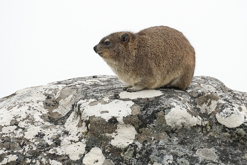 ケープハイラックスもすぐ近くで見ることができる