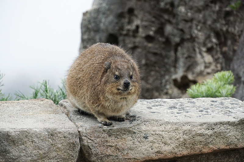 ケープハイラックスは南アフリカではダッシー（dassie）とも呼ぶ。いろいろな場所で目にする人気者