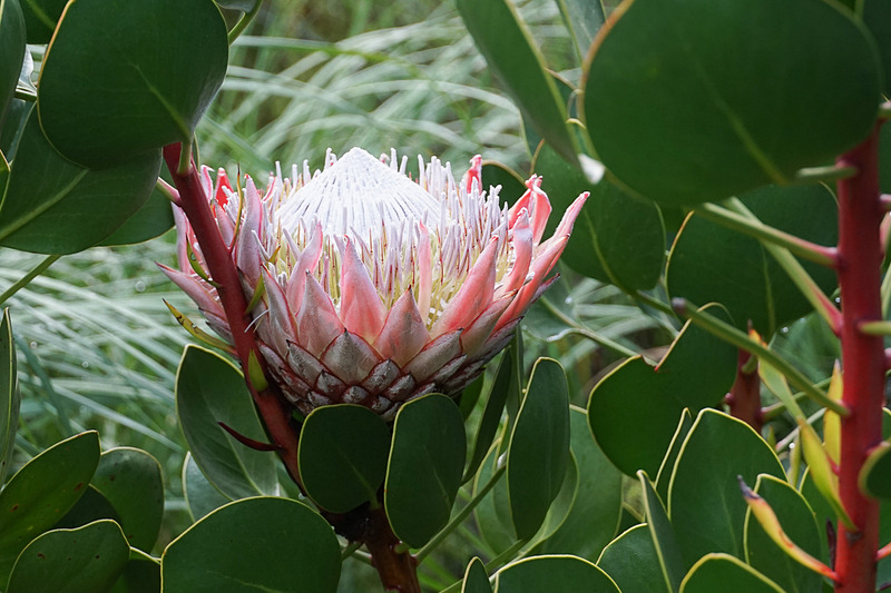 南アフリカの国花キングプロテアが運よく咲いていた