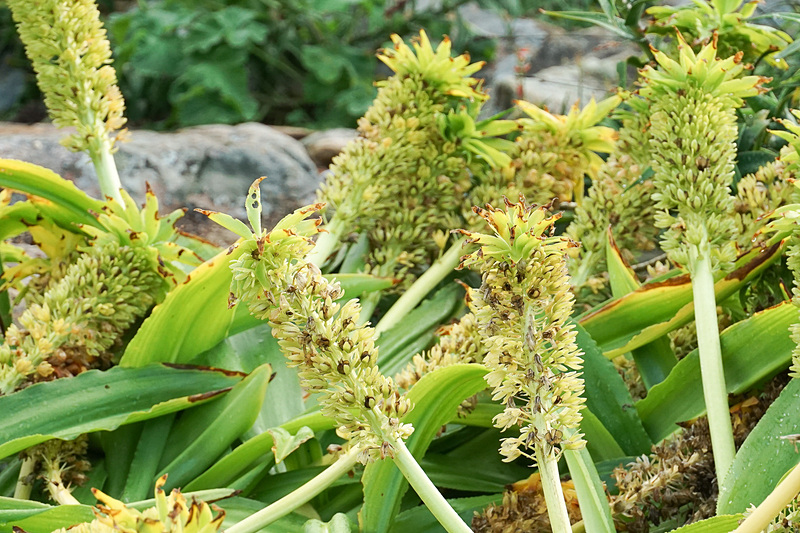 パイナップルフラワー