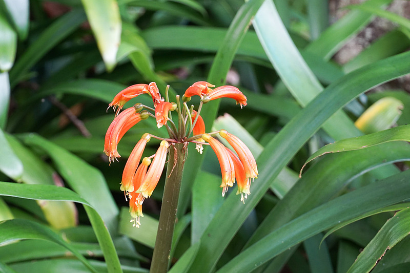 クリビアだが、通常のタイプとは異なっている