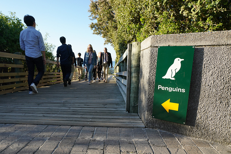 ビーチは近い。ペンギンはこちら