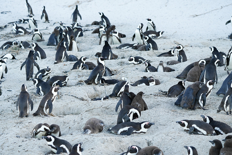 愛くるしいペンギンの姿をお楽しみください